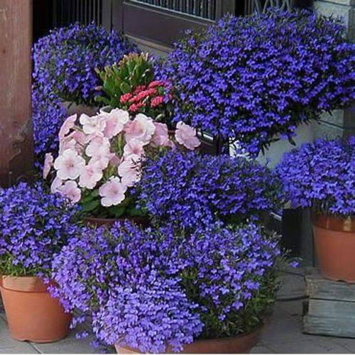 500 Sementes de Lobélia Azul P/ Mudas Flores Jardim e Vaso