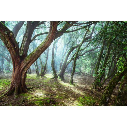 Adesivo Reaplicável Árvore na Floresta 120x80cm