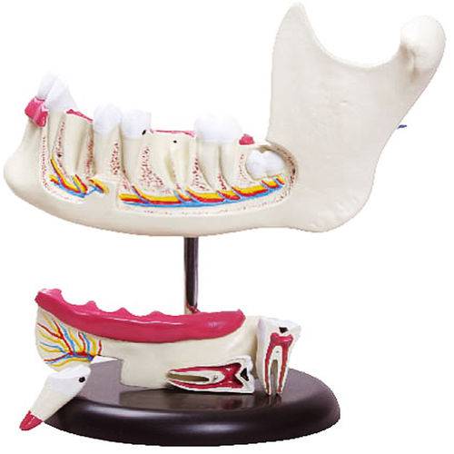 Anatomia do Dente com 6 Partes Anatomic - Tgd-0313