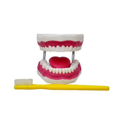 Arcada Dentária Ampliada com Língua e Escova - Sdorf - Cód: Sd-5059