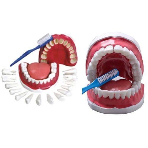 Arcada Dentária C/ Todos os Dentes Removíveis, Língua e Escova - Coleman - Col 3400