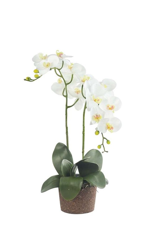 Arranjo Orquídea Phalaenopsis 66 Cm - Occa Moderna