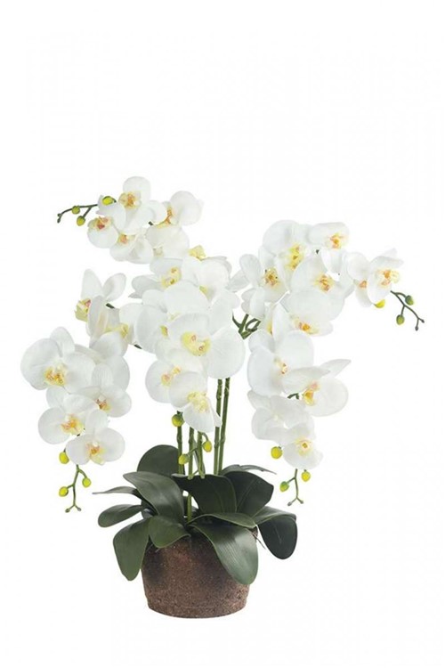 Arranjo Orquídea Phalenopolis Branca 80cm - Occa Moderna