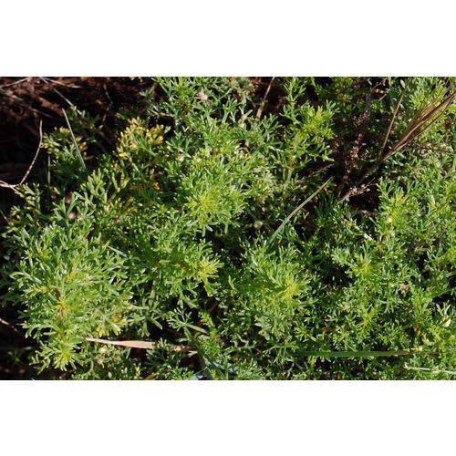 Artemisia 600g - Space Green