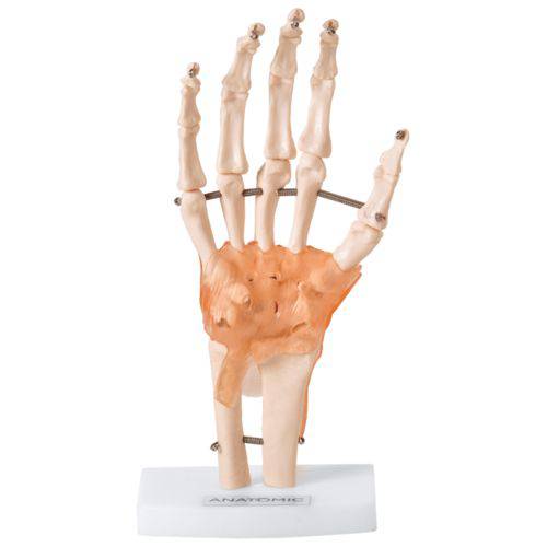Articulação da Mão com Ligamentos Modelo Anatômico TGD-0162-C