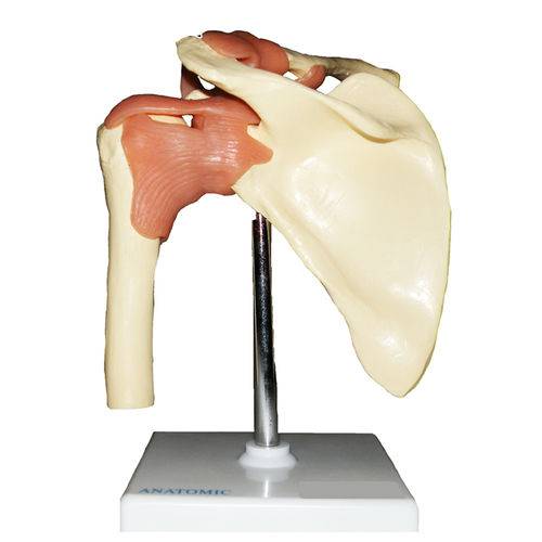 Articulação do Ombro - Anatomic - Código: Tgd-0160-c
