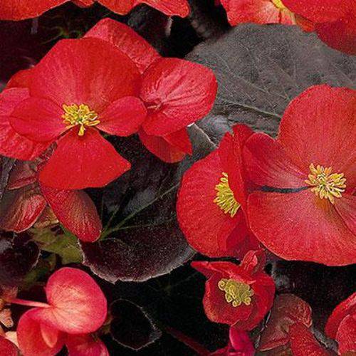Begônia Senator Scarlet (folhas Bronzeadas) - 1000 Sementes Peletizadas