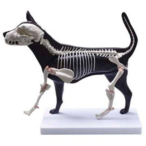 Cachorro - Anatomia e Esqueleto - Coleman - Col 3630