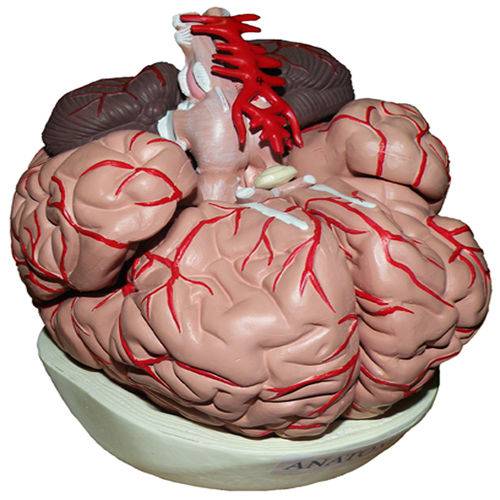 Cérebro com Artérias com 9 Partes Anatomic - Tzj-0303-a