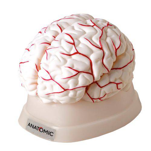 Cérebro com Artérias Modelo Anatômico em 8 Partes