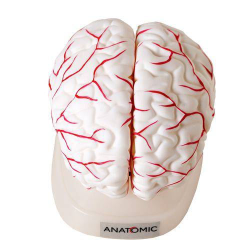 Cérebro em 8 Partes, Modelo Anatômico, Crânio