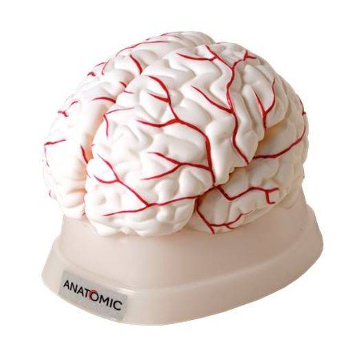 Cérebro em 8 Partes Modelo Anatômico
