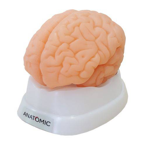 Cérebro em 9 Partes Modelo Anatômico