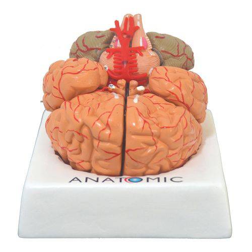 Cérebros com Artérias em 9 Partes Modelo Anatômico