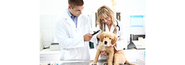 Clínica Médica e Cirúrgica de Pequenos Animais | UNOPAR | PRESENCIAL Inscrição