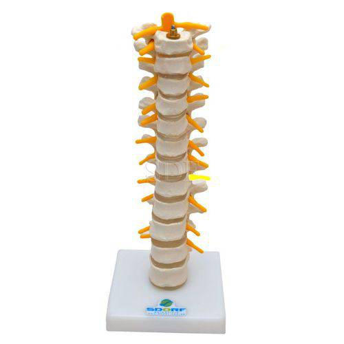 Coluna Torácica Modelo Anatômico