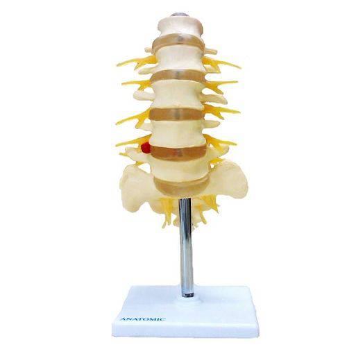 Coluna Vertebral Lombar Anatomic - Tgd-0145-b
