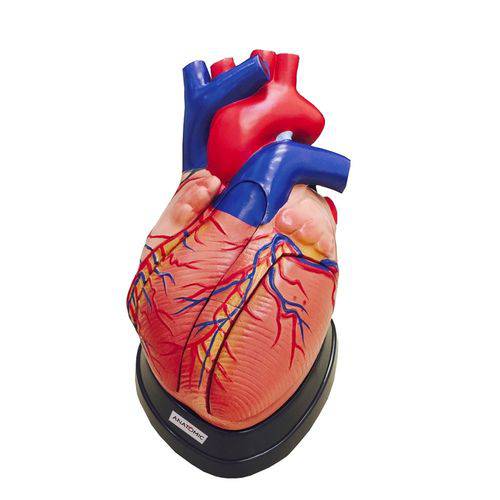 Coração Ampliado em 5 Partes Modelo Anatômico