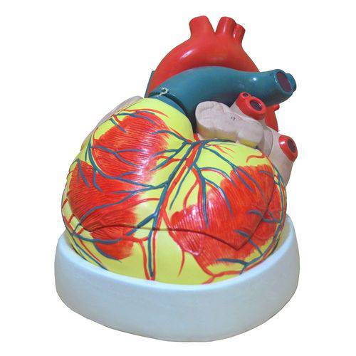 Coração Ampliado em 3 Partes Modelo Anatômico