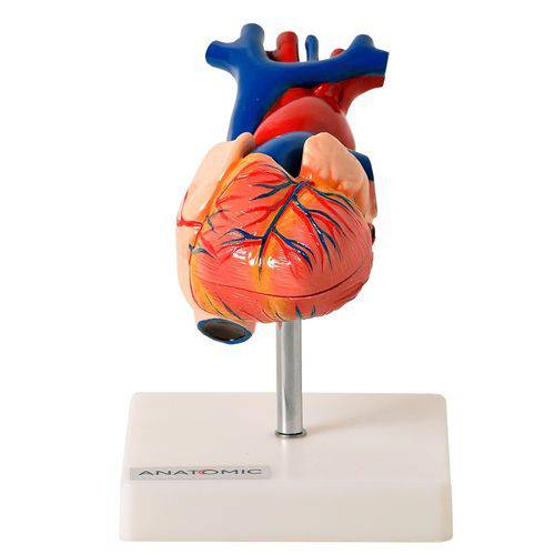 Coração Tamanho Natural em 2 Partes Modelo Anatômico