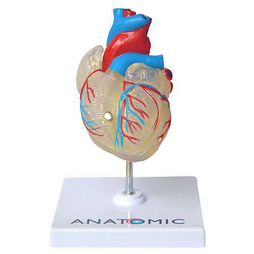 Coração Transparente em 2 Partes Modelo Anatômico