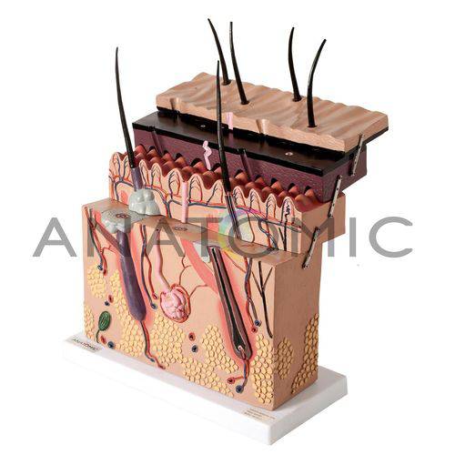 Corte de Pele Ampliada em Camadas Tgd-0331-a - Anatomic