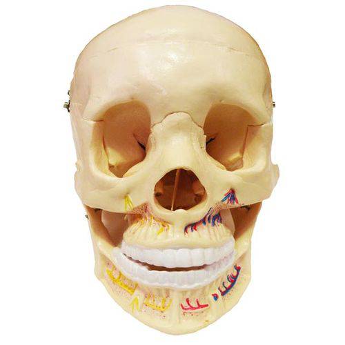 Crânio Clássico com Mandíbula Aberta Anatomic - Tgd-0102-b