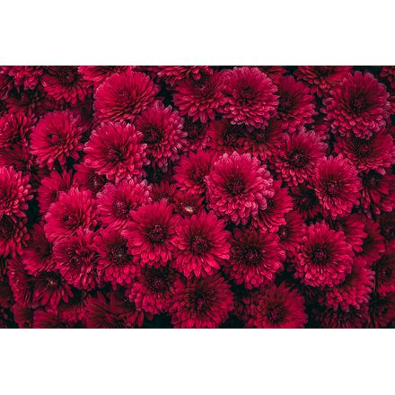 Crisântemos Vermelhos - 45 X 30 Cm - Papel Fotográfico Fosco