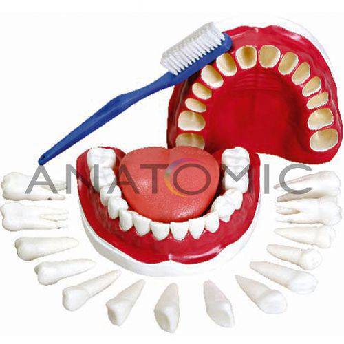 Dentição com Todos os Dentes Removíveis Modelo Anatômico