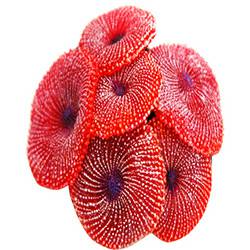Enfeite para Aquário de Silicone Coral Ricordea 8 Cm Vermelho - Soma