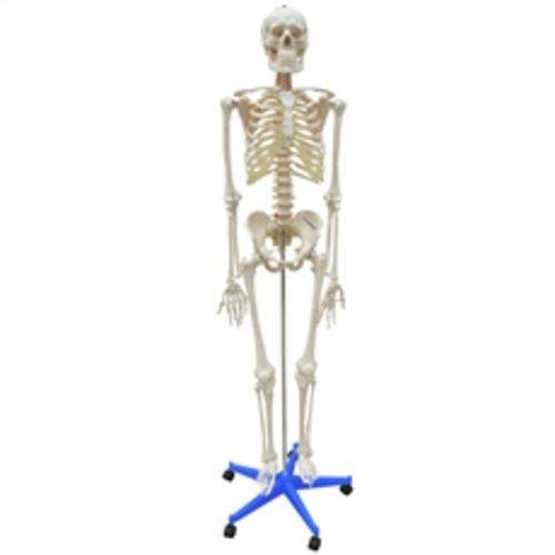 Esqueleto 1,70m Modelo Anatômico do Corpo Humano