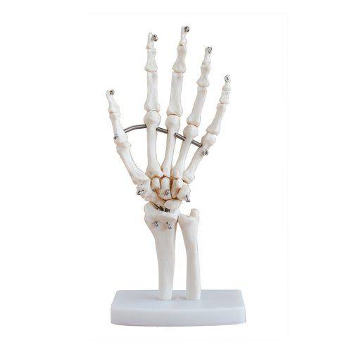 Esqueleto da Mão