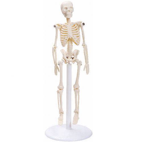 Esqueleto de 20 Cm - Anatomic - Cód: Tgd-0131