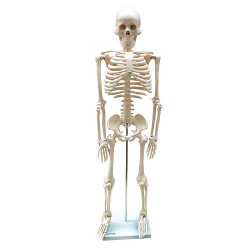 Esqueleto de 85 Cm Anatomic - Código: Tgd-0112