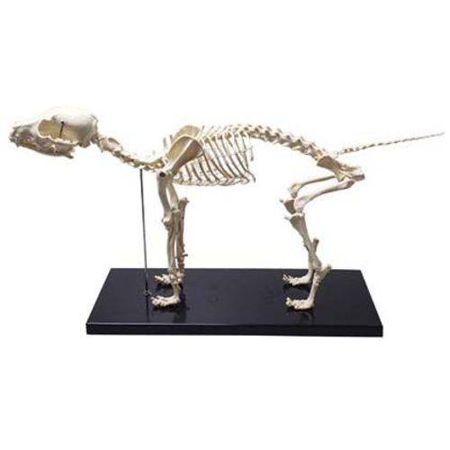 Esqueleto de Cachorro Coleman - Col 3650