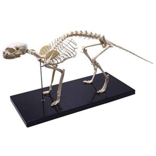 Esqueleto de Gato Coleman - Col 3653