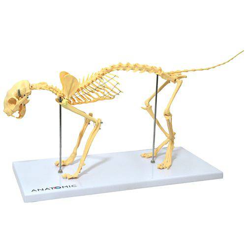 Esqueleto de Gato em Resina Modelo Anatômico