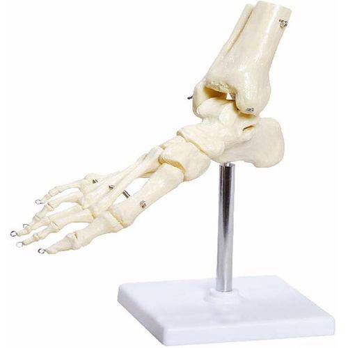 Esqueleto de Pé com Ossos Tornozelo Anatomic - Tgd-0159-b
