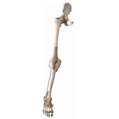 Esqueleto do Membro Inferior com Articulações e Suporte Anatomic - Tgd-0158-a