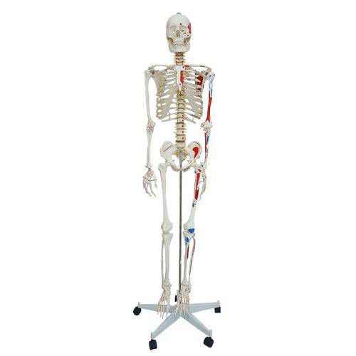 Esqueleto Humano 1,68 Cm Altura Articulado e Muscular