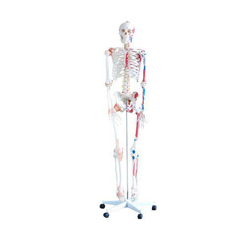 Esqueleto Humano 1,70 - Articulado, com Ligamentos e Inserções Musculares - Brax Tecnologia