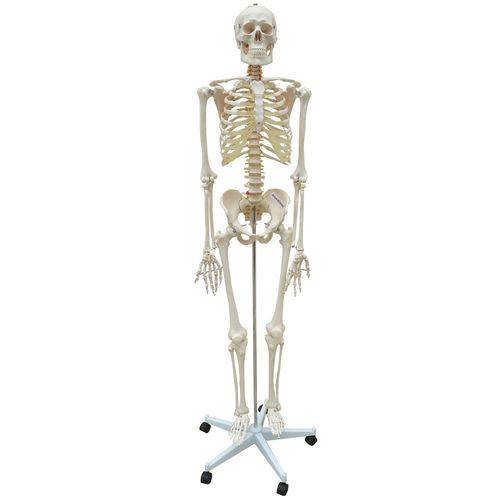 Esqueleto Humano 168 Cm, com Coluna Flexível, com Suporte e Base com Rodas
