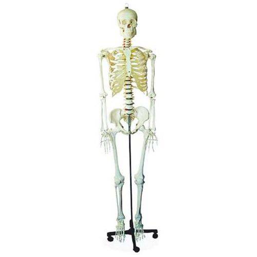 Esqueleto Humano 170cm com Rodas Coleman - Col 1101