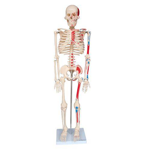 Esqueleto Humano 85 Cm Altura, Articulações Inserções Musculares