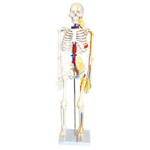 Esqueleto Humano 85cm com Nervos e Veias Coleman - Col 1102-b