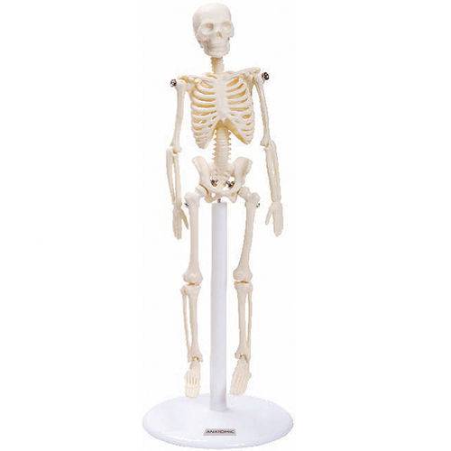 Esqueleto Humano de 20 Cm com Suporte