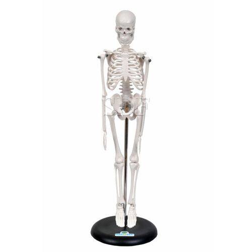 Esqueleto Humano de 45 Cm Altura C/Suporte Modelo Anatômico