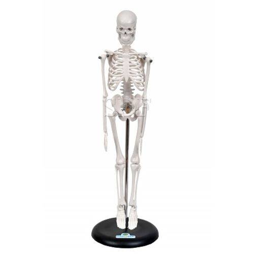 Esqueleto Humano de 45 Cm C/ Suporte - Sdorf - Cód: Sd-5002/b