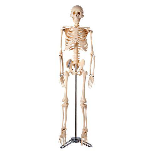 Esqueleto Humano de 85cm com Suporte.
