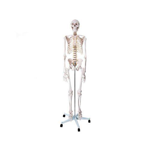 Esqueleto Humano Padrão 1,70 - Brax Tecnologia